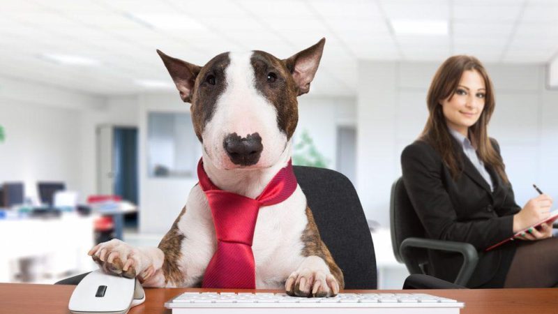 Business Dog
