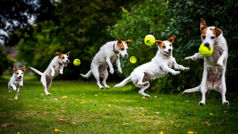 Dogs Jump
